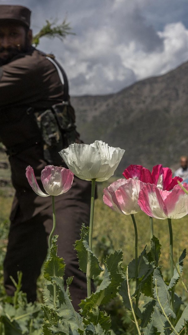 Is de markt voor ‘natuurlijke’ heroïne ten dode opgeschreven?